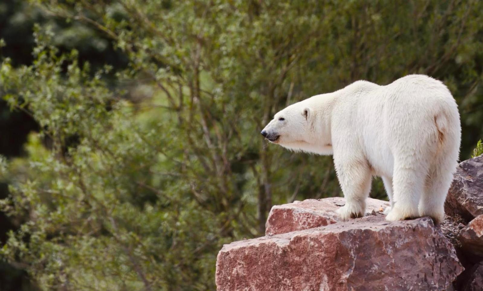 Chic 2 Bed Peak District Cottage Barn Near Alton Towers, Polar Bears, Chatsworth House Лийк Екстериор снимка